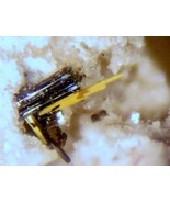 HOLFERTITE - One Locality Uranium - Starvation Canyon, Thomas Range, UTAH - €171,82 EUR