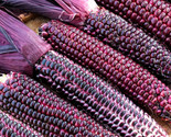 Double Red Sweet Corn Seeds Purple Husk Stalk Indian Ornamental Dent Seed  - £4.64 GBP