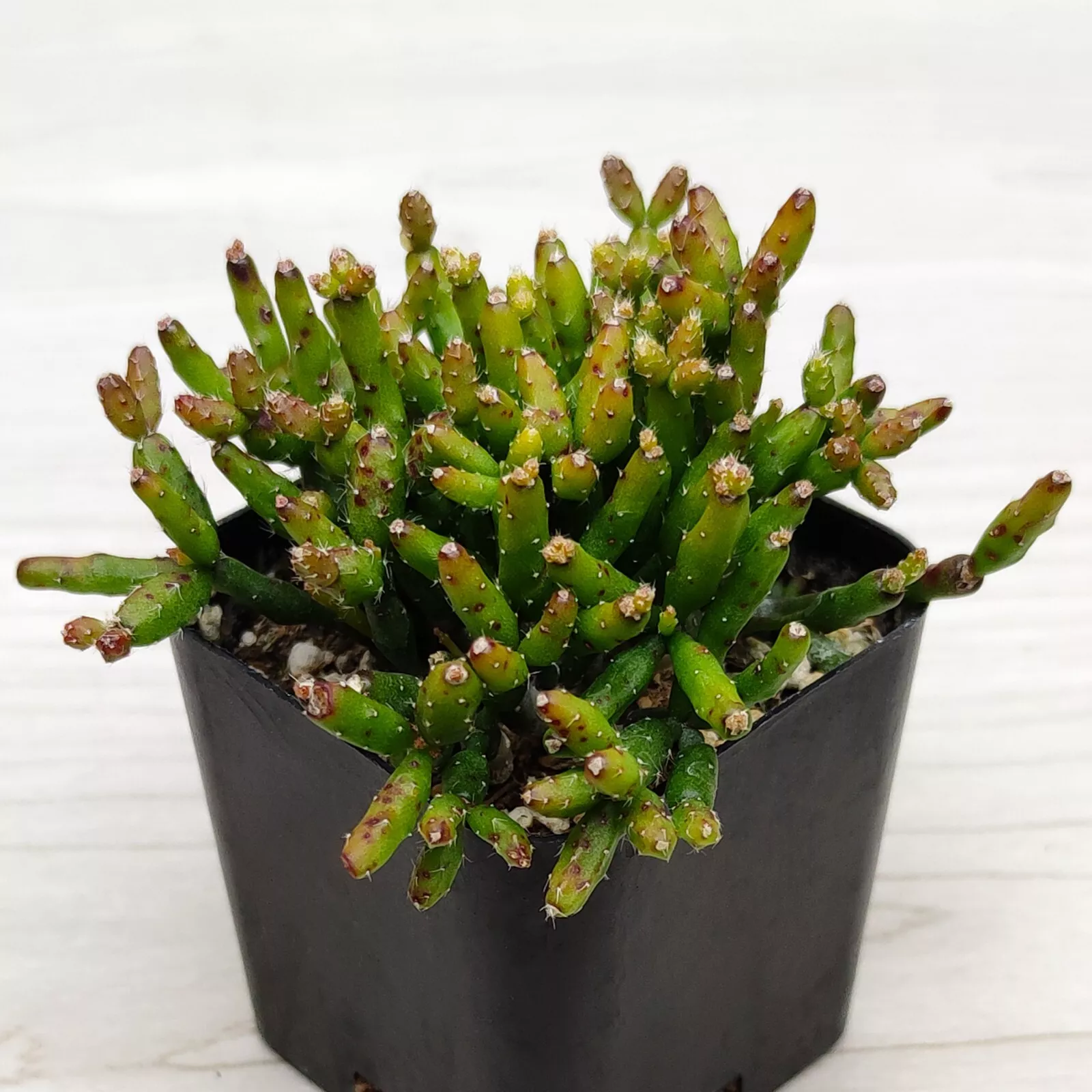 Cactus Pot Plant -Rhipsalis Cereuscula : Coral Cactus - In 2&quot; Pot - $17.20
