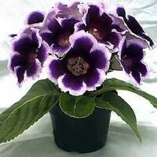 Non Pelleted Gloxinia Seeds Gloxinia Avanti Blue And White 25 Seeds Garden - £13.12 GBP