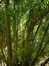 Dypsis Lutescens Hardy Areca Palm Fresh Seeds - £14.87 GBP