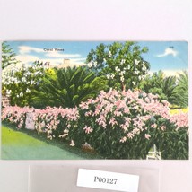 Vintage Florida Linen Postcard Coral Vines Tropical Flowers Floral 1954 - $187.41 MXN