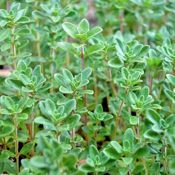 500+Common Thyme Seeds English German Organic Perennial Herb Container F... - $7.50