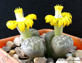 LITHOPS HERMETICA @ rare mesembs exotic succulent living stones cactus 30 SEEDS - £7.07 GBP