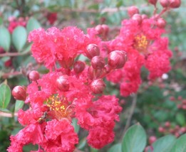 FROM US 20 Seeds Dwarf Strawberry Dazzle (Crape Myrtle) GV18 - £21.05 GBP