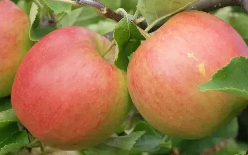 Jonagold Apple Seeds for Garden Planting 25 Seeds Fast Shipping - £9.46 GBP