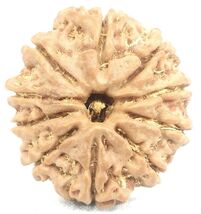 10 Mukhi Rudraksha - Nepal - 22.37 mm - IGL Certified - $123.75