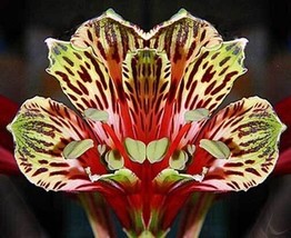 Grow In US 10_Seeds Alstroemeria psittacina Peruvian lily Parrot flower - £21.93 GBP