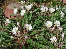 GIB Oenothera caespitosa | Fragrant, Tufted or White EveningPrimrose | 10 Seeds - £16.78 GBP