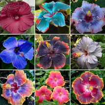 20Seeds Hibiscus Rosa Sinensis Flower Seeds Bonsai Big Blooms Red Green Blue Pur - $11.85