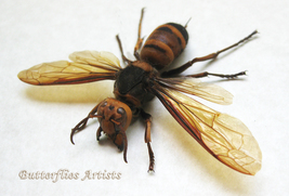 Vespa Mandarinia Giant Hornet Japanese Framed Entomology Collectible Sha... - £147.93 GBP