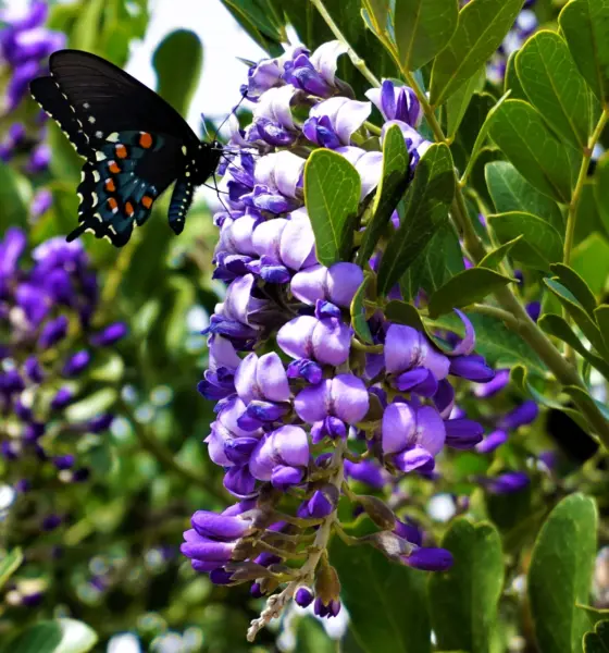 10 Texas Mountain Laurel Sophora Secundiflora Mescal Tree Purple Flower ... - $8.00