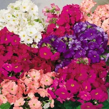 Fresh German Primrose Primula Obconica Libre Flower Seed Mix 100 Seeds F... - $18.88