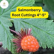 5 Salmonberry Root Cuttings 4&quot;-5&quot;, Live Plants Rhizomes, Rubus spectabil... - $1,447.70 MXN