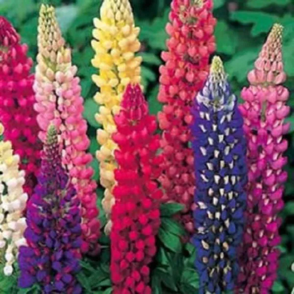 Top Seller 75 Mixed Colors Russell Lupine Bigleaf Lupinus Polyphyllus Fl... - £11.48 GBP