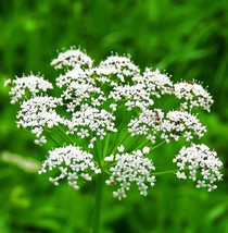 Anise Non GMO Culinary Herb Farm To Table Bulk Seeds - $192.02 MXN