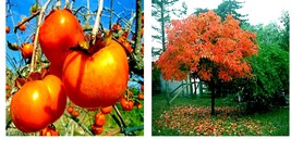 Japanese Persimmon Tree 10 Seeds (Diospyros Kaki) Asia Hardy Garden Fruit Plant - £17.29 GBP