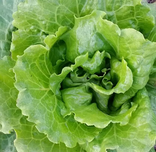Fresh 200 Seeds Lettuce Nevada Open Pollinated - £7.07 GBP