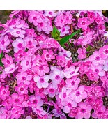 KB 50 Rainbow Dance Phlox Seeds Flower Butterfly Herb Garden Planting  - $184.10 MXN