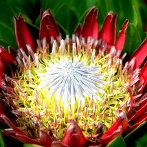 ADW 10 King Protea Cynaroides Seeds Giant 12 Flowers Exotic Fast Growing - $639.89 MXN
