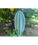 Fluted pumpkin, Ugu, Telfairia Occidentalis, 10 seeds/20 USD, Express sh... - $62.00