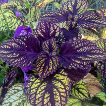 Exotic Guimei Series Coleus Seeds Purple Foliage With A Touch Of Green And Jagge - $10.90