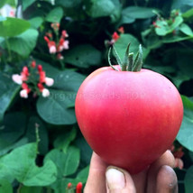 New Fresh 50 Seeds Artic Rose Tomato Tasty Juicy Vegetable Tomatoe Garden - $9.68 CAD