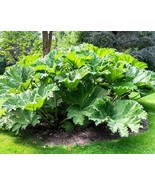 USA Seller 10 Gunnera Manicata 6 Leaves Giant Rhubarb Dinosaur Plant Moi... - £12.71 GBP