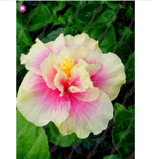 10 Seeds Double Petals Hibiscus Seeds PINK Hibiscus Rosa Sinensis - $30.00