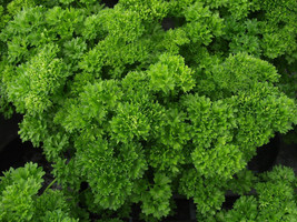 Triple Moss Curled Parsley Seeds Garnish Fresh Fast Shipping - $5.20 CAD