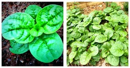 30gram Basella Alba Green Malabar Spinach Seeds International Ship - £26.12 GBP