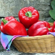 Berynita Store 100 Big Red Sweet Bell Pepper Seeds Non-Gmo Heirloom - £9.17 GBP