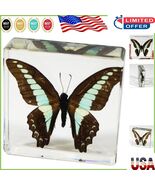 Unique Common Blue Bottle Butterfly Paperweight - Elegant 3x3 Acrylic Décor - $663.47 MXN