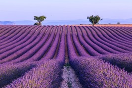 French Provence Lavender, 100 SEEDS D - £11.34 GBP