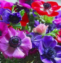 20 Pc Seeds Decaen Mix Anemone Flower Plant, Anemone Seeds for Planting | RK - £12.62 GBP