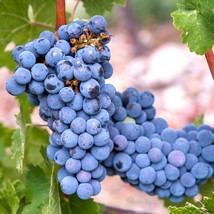 USA SELLER Common Wine Grape Plant Vitis Vinifera Seeds Free Shipping - $20.83