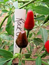 Rock Corral Wild Pepper - $5.00