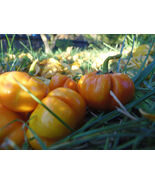 Pumpkin Tree - Fun ornamental and edible heirloom eggplant - €4,53 EUR