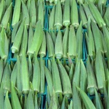 New Fresh Seeds Emerald Green Velvet Okra Seed Southern Gumbo Treated Seeds - $9.18