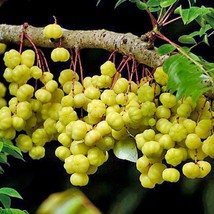 Phyllanthus Acidus Star Gooseberry 10 Seeds Seeds Fresh Fast Shipping - $22.40