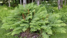 10 CINNAMON FERN  rhizome Osmundastrum cinnamomeum image 3