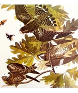 Nighthawk Bird Print 1946 Color Art John James Audubon Nature Antique DWV2E - $55.48 CAD