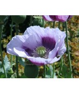 HS  200+ Blue Moon Poppy Seeds For Garden Planting - USA  - £5.23 GBP