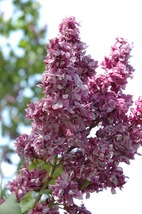 Syringa Adelaide Dunbar Starter Plant - $27.99