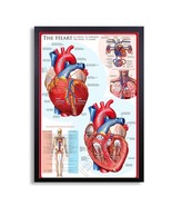 Framed Biology Posters 26&quot;x38&quot; (The Heart) - $98.01