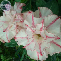 BELLFARM Bright White Adenium with light pink stripe Desert Rose Flower Seeds, 2 - £3.25 GBP