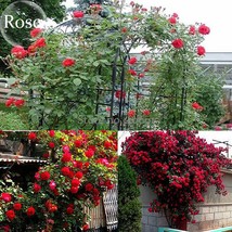 Goodidea Heirloom Fresh Red Climbing Rose flowers, 50 Seeds, fragrant charming g - £0.79 GBP