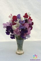 50+ Old-Fashioned Mixture Sweet Pea Seeds For Garden - USA  - $5.48