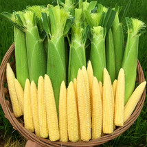 Take Your Crop to the Next Level: 50 F1 Sweet Baby Corn Seeds FRESH SEEDS - £11.98 GBP