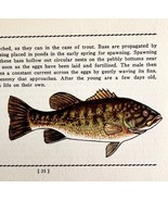 Small Mouth Black Bass 1939 Fresh Water Fish Art Gordon Ertz Color PCBG20 - €25,76 EUR